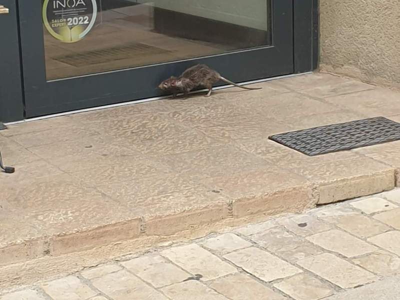 Mende et ses rats &laquo;&nbsp;devil&nbsp;&raquo;